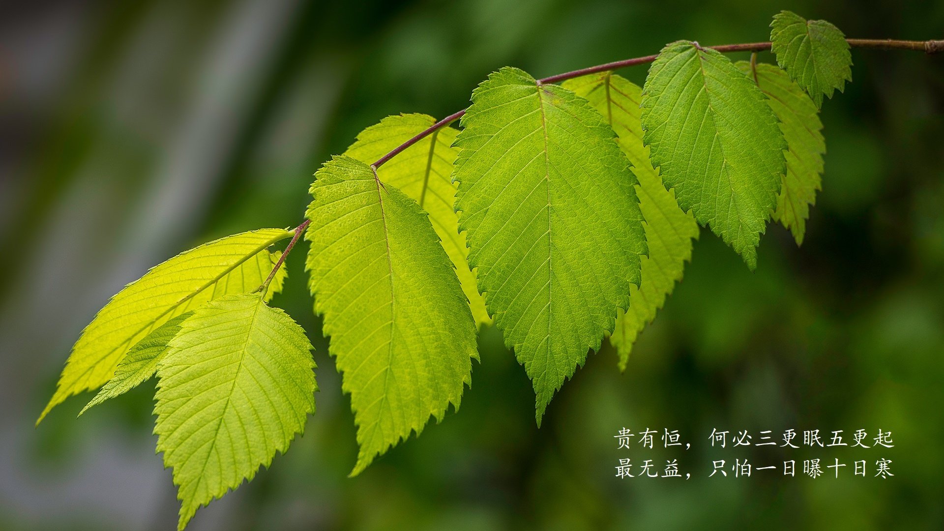 冠军私房课程：冠军队教练的训练秘籍揭秘，冠军特训营