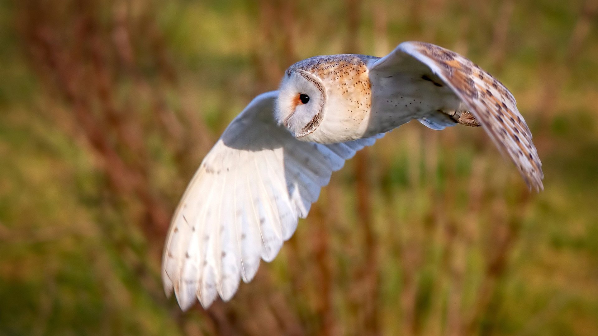 “龙舟赛畅快激情,天府新区迎来速度与力量的较量”