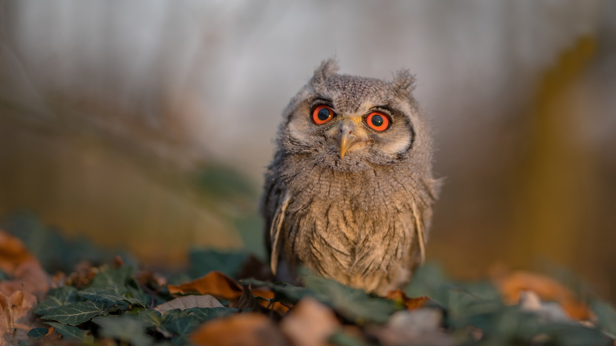 开云官网APP下载-五大联赛是否形成非对称控球结构对抗密集防守，非五大联赛球星