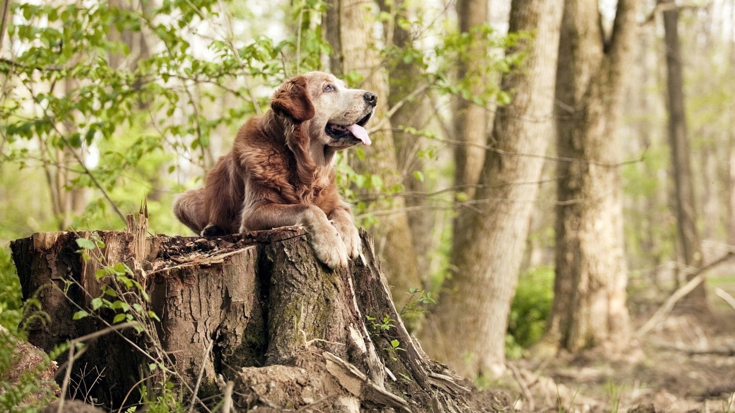 Kaiyun官方登录入口-亚冠联赛多国解说团队合作提升传播力，亚冠介绍