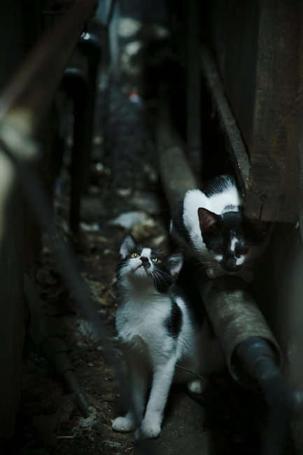 切尔西夺冠引发媒体热议，成热门话题，切尔西夺冠球迷反应
