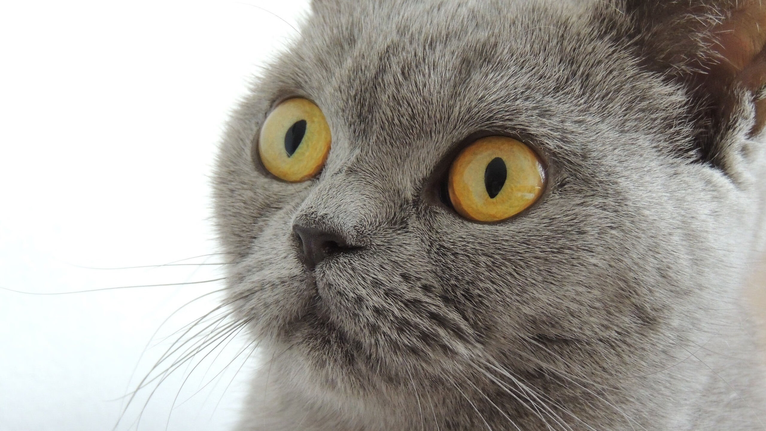 国家队选拔标准缺乏透明度,国家队选拔流程