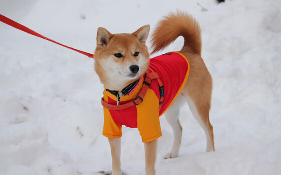 高节奏球队是否更依赖三分命中率,篮球节奏型球员