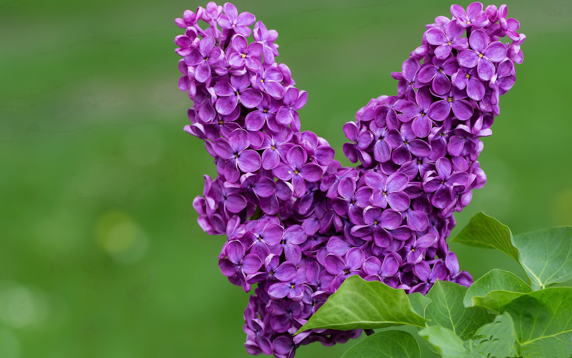 公牛通过侧翼跑动牵制对手防线，公牛侧面