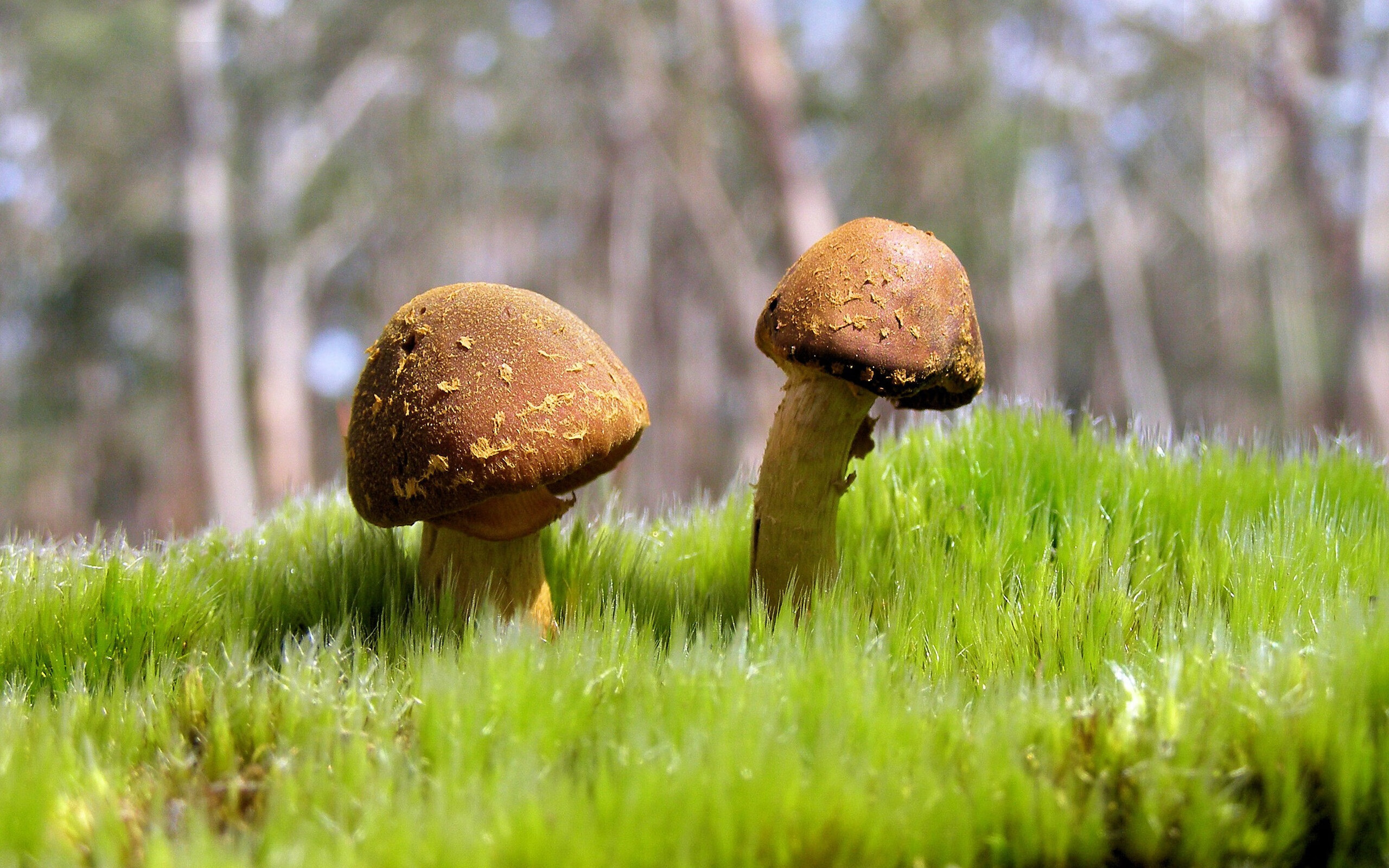 开云官方-在阿拉伯国家举办的国际足球比赛成为焦点，展现区域足球发展，阿拉伯足球运动员