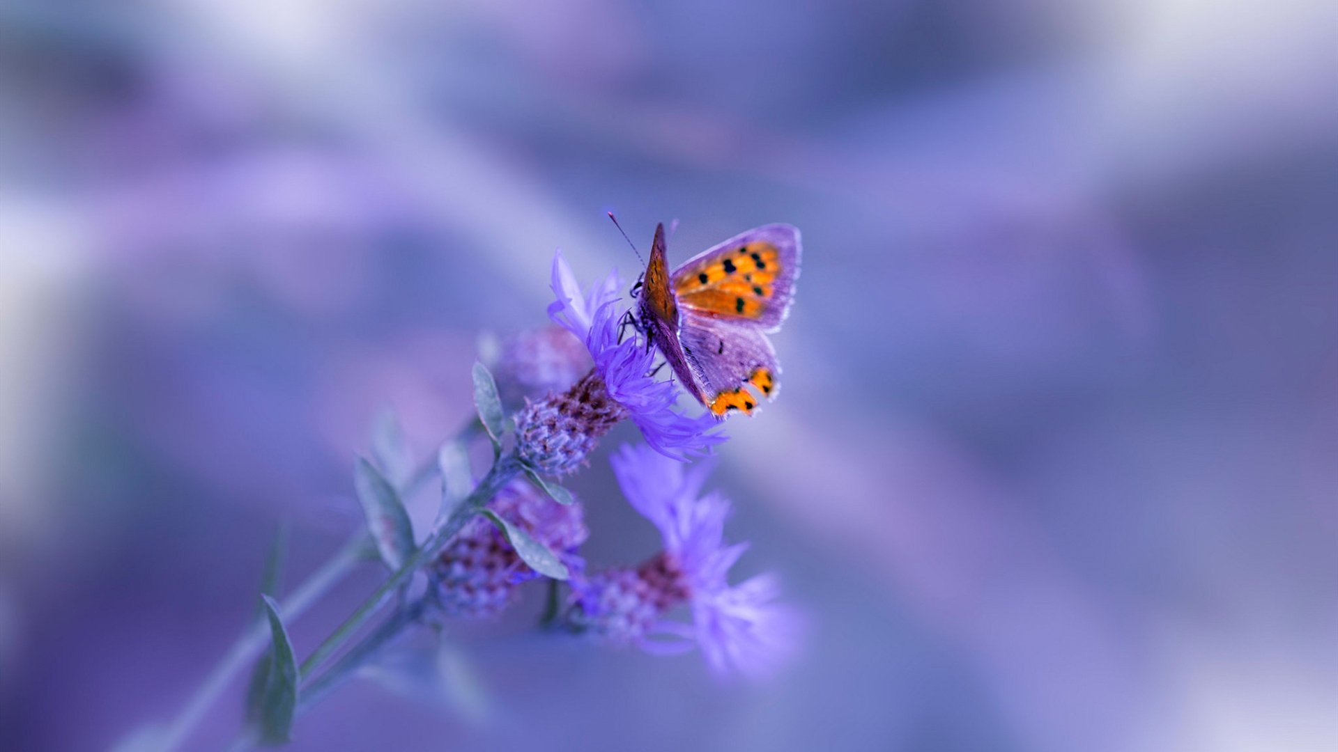 法国新一代天才崭露头角,未来无限光明