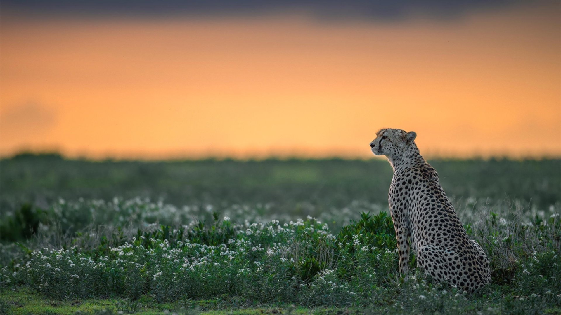 法甲超级快攻：瞬间突击赢得满堂喝彩，法甲激烈