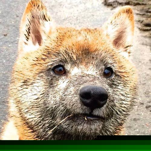 蛙泳赛场中立代表队A刷新排名,蛙泳竞赛