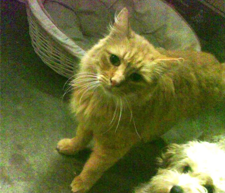 赞比亚男篮在非洲预赛中奋勇追击，冲击奥运梦想，赞比亚联赛